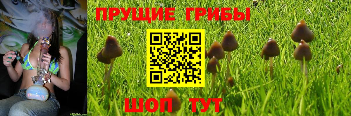 Галлюциногенные грибы MAGIC MUSHROOMS  Псилоцибиновые грибы прущие грибы  Люберцы  Вход с VPN 